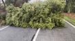 Caída de árboles interrumpe el tránsito en rutas de Ñuble tras paso de tornado