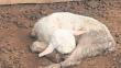 Crianceros denuncian muerte de animales y falta de ayuda después de emergencia en Atacama