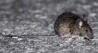 "Multiamenaza": Por primera vez, Salud decreta alerta sanitaria por hantavirus en Atacama