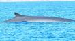 Advierten nuevo avistamiento de ballenas heridas en Mejillones: lesiones serían compatibles con impactos de embarcaciones