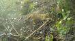 Municipalidad de Temuco detecta presencia de gato güiña gracias a monitoreo medioambiental
