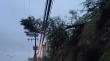Árbol cayó sobre tendido eléctrico en Villa Hermosa: provocó corte de suministro en Viña y Quilpué