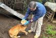 Investigan caso de maltrato animal en Gorbea: perro desnutrido fue rescatado y quedó bajo resguardo municipal