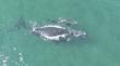 Refuerzan fiscalización en el litoral  de Iquique por acoso a ballena franca austral y su cría