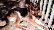 Feroz ataque de perros mata a pastor alemán en su propia casa en Quilpué
