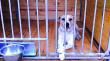 Contraloría ordena a municipio de El Quisco actualizar ordenanza de tenencia de mascotas