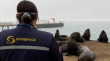 Lobos marinos con anzuelos activan monitoreo de Sernapesca en la costa de Valparaíso