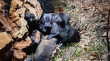 Carabineros rescató a cuatro cachorros abandonados en carretera de Curimón