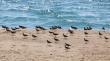 Alcalde de La Ligua denuncia hallazgo de aves muertas en playa Pichicuy y pide investigar
