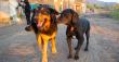 La Ligua llama a frenar proyecto de ley que permitiría la caza de perros asilvestrados
