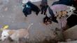 Cachorritos abandonados en desalojo de la megatoma en cerro Centinela buscan un hogar
