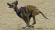 Congreso retomará debate sobre prohibición de las carreras de galgos tras postergación