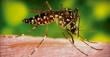 ‘Foco 19’: Encuentran ejemplar adulto de Aedes aegypti en alrededores del Compin en Antofagasta