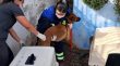 Retiran 33 mascotas desde vivienda en Reñaca por situación de riesgo sanitario