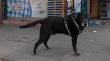Denuncian posible envenenamiento de perros en sector Los Maitenes de Limache