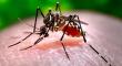 Salud y amenaza del Dengue en Antofagasta: "Hasta 20% de la población se vería afectada"