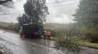 Municipio de Ancud realiza operativo de emergencia tras caída de árbol en Pupelde