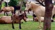 Nacimiento de potrillo en la calle reabre preocupación por presencia de caballos