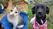 ¿Buscas un nuevo compañero?: este fin de semana se dará en adopción a mascotas en Viña