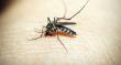 19 focos en Antofagasta: expansión del mosquito Aedes aegypti está asociada al cambio climático en Latam