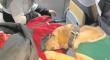 Perro ‘Coky’ descubrió cuatro kilos de droga en mochila de pasajero en Atacama