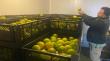 SAG Tarapacá autoriza primer tratamiento cuarentenario en frío para movilizaciones  desde área regulada por mosca de la fruta