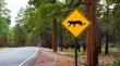 Colmevet Aconcagua exige medidas para prevenir accidentes con fauna silvestre en carreteras