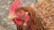 Influenza aviar: refuerzan llamado a fortalecer la bioseguridad en la crianza de aves por nuevos casos en Los Lagos