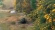 Sernapesca monitorea presencia de elefante marino en ribera del río Valdivia
