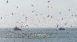 Advierten efectos de El Niño en el norte: anchovetas podrían desplazarse y fauna marina quedar sin alimento