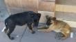 Quillota refuerza operativo preventivo ante aumento de casos de distemper en perros