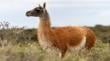 Proyecto busca reintroducir al guanaco en La Araucanía tras cien años de ausencia