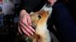 Jornada gratuita sobre tenencia responsable de mascotas tendrá solo 50 cupos en Calama