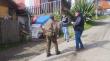 Detienen a dueño de perro tras constatar presunto maltrato animal en Castro