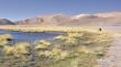 Tribunal Ambiental aprueba plan de reparación por casi US$20 millones en humedales en Atacama