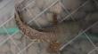 Encuentran peces cabeza de serpiente y tortugas mordedoras en mall chino de San Miguel: hay un detenido