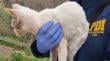 Pareja es detenida por mantener animales en condiciones de desnutrición dentro de una bodega en Quilpué