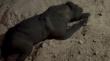 Alertan por presunta banda delictual en La Negra vinculada a muerte de animales y otros hechos delictuales en La Negra