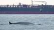 Captan a ballenas alimentándose en las inmediaciones de la península de Mejillones