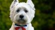 Fiestas Patrias en casa: estos son los principales riesgos que pueden terminar con tu mascota en una urgencia veterinaria