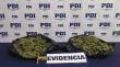 Incautan más de un kilo de cannabis tras diligencias investigativas en Traiguén