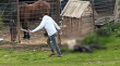 Condenan a hombre en La Ligua por maltrato animal