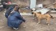 Desalojo en Antofagasta activa operativo municipal para evitar que seis animales queden expuestos a la maquinaria