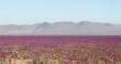 SMA instruye a proyectos de energías renovables para medidas preventivas ante el fenómeno del Desierto Florido