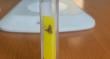 SAG finaliza campaña de erradicación de la mosca de la fruta en Tocopilla: tres ciclos biológicos sin capturas