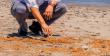 Playa Las Machas: Gobernador Paco pide investigar posible contaminación en el litoral de Arica