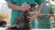 Quillota contará con clínica veterinaria móvil y defensoría de mascotas