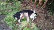 Indagan a adulto mayor que mató a balazos a perro en el sector Detico de Queilen