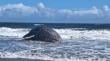 [FOTOS + VIDEO] Ballena varó en playa Mar Brava del sector Carelmapu de Maullín