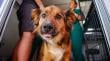 Minsal realizará jornadas de vacunación antirrábica gratuitas para perros y gatos a lo largo del país